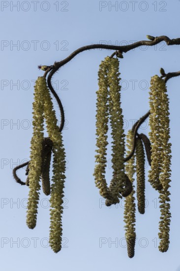 Hazelnut blossoms (Corylus avellana), Emsland, Lower Saxony, Germany