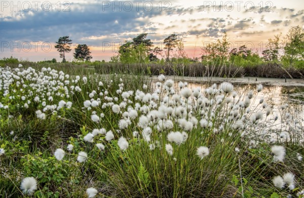 White fruiting sheath cottongrass (Eriophorum vaginatum) in the foreground of a rewetted raised