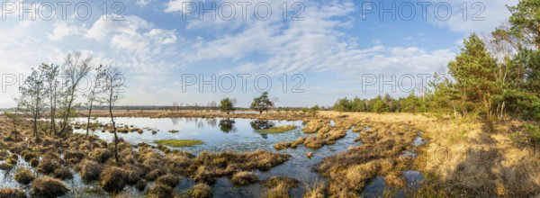 Panoramic view of a wide moor landscape with water areas and cloudy sky, birch trees (Betula