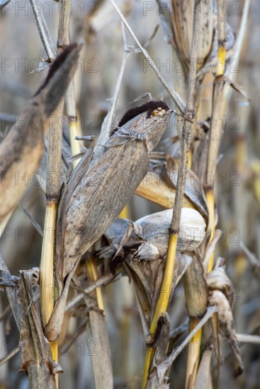 Close-up of dried corn plants (Zea mays) with a straw-like texture and autumnal ambience,