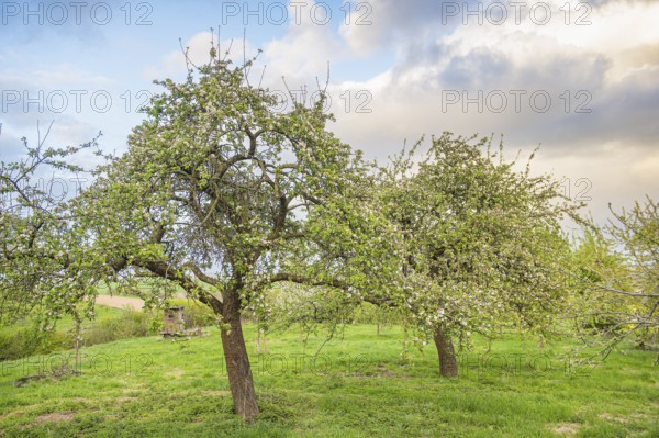 Flowering apple trees (Malus domestica) in a green meadow under a partly cloudy sky, Stemweder