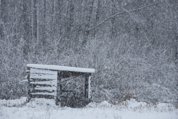 Snowy landscape with a small hut in the forest, cold and grey atmosphere, Dümmer nature park Park,