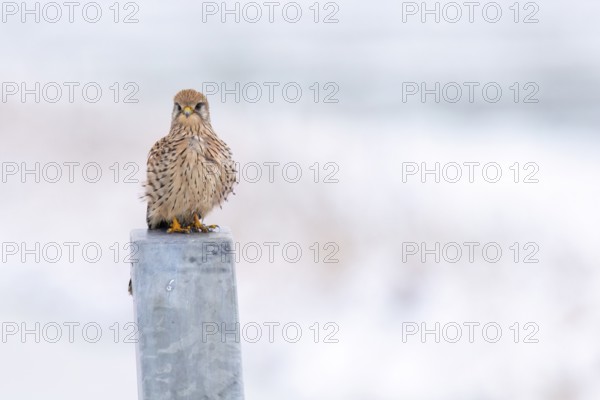 A Common Kestrel (Falco tinnunculus) sits on a grey post in a bright, wintry atmosphere, Dümmer