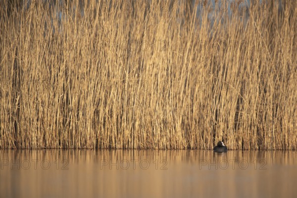 Reeds by the water offer a peaceful and natural scene with a solitary coot (Fulica atra), Dümmer