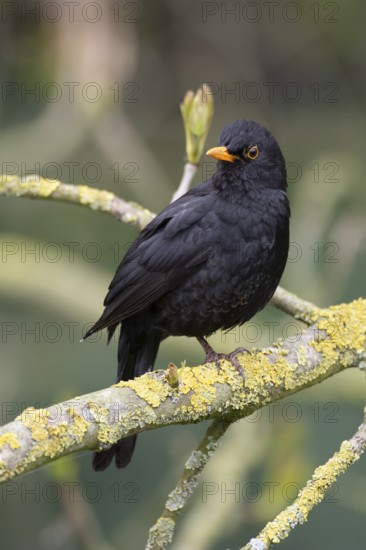 Blackbird (Turdus merula) male animal on a moss-covered branch, birdwatching, Dümmer nature park