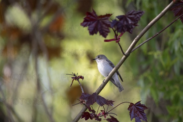 A pied flycatcher (Ficedula hypoleuca) on a branch with dark red leaves of a blood maple in a