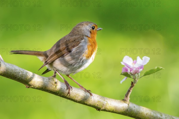 A robin (Erithacus rubecula) on a branch of a flowering apple tree (Malus domestica) next to a pink