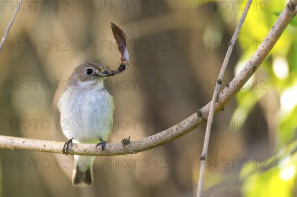 A pied flycatcher (Ficedula hypoleuca) with a leaf in its beak sitting on a branch with dark red