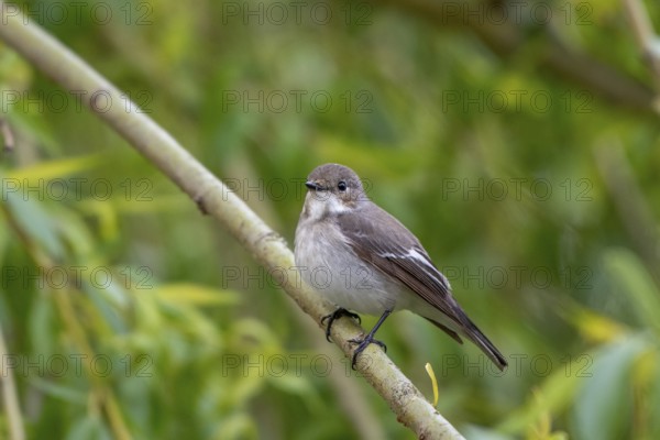 A pied flycatcher (Ficedula hypoleuca) on a branch in a natural environment, Dümmer nature park