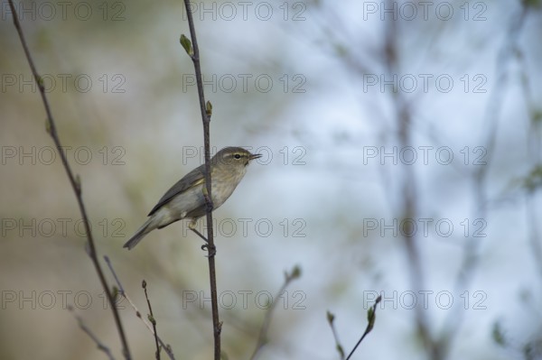 A small chiffchaff (Phylloscopus collybita) sits on a branch and sings, Dümmer nature park Park,