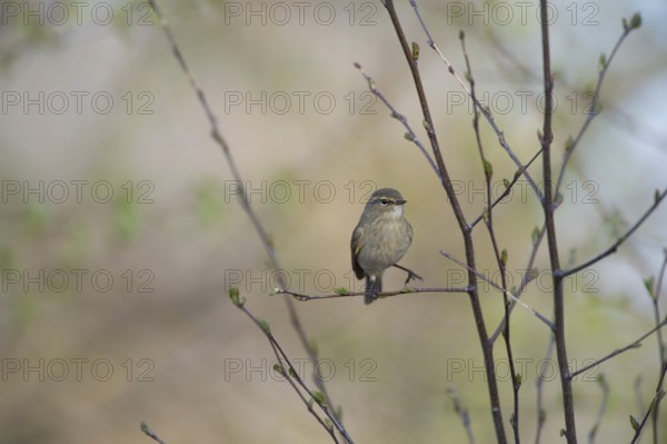 A small chiffchaff (Phylloscopus collybita) sitting on a branch, relaxed spring mood, Dümmer nature