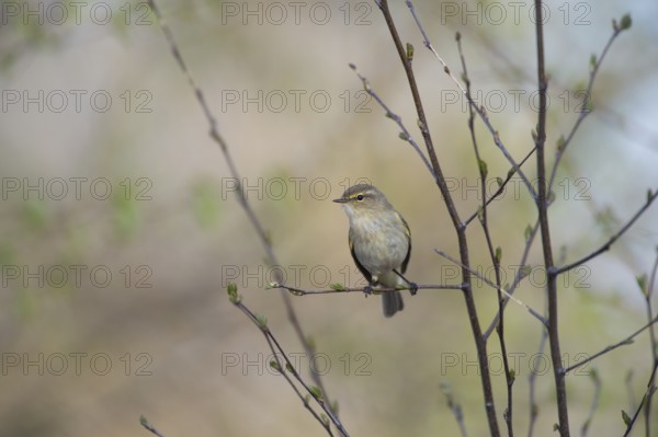 A small chiffchaff (Phylloscopus collybita) sits on a branch and looks to the side with interest,