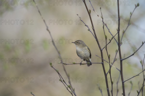 A small chiffchaff (Phylloscopus collybita) sits on a branch and observes the surroundings, Dümmer
