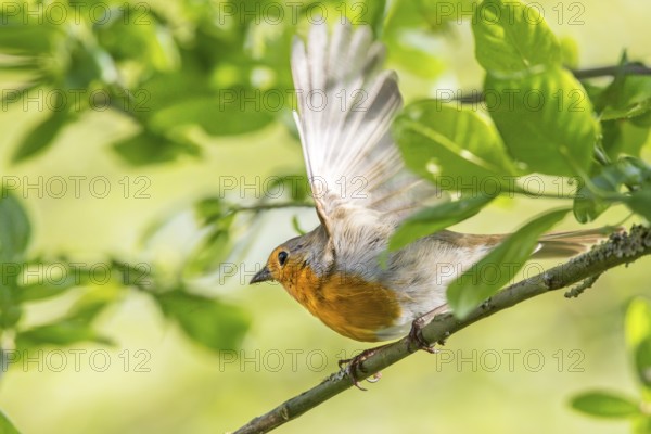 A robin (Erithacus rubecula) spreads its wings on a branch in a green environment, Dümmer nature