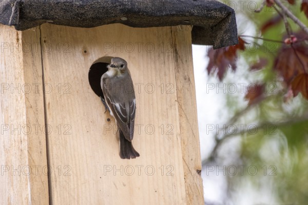 A pied flycatcher (Ficedula hypoleuca) sitting at the entrance of a wooden nesting box, Dümmer