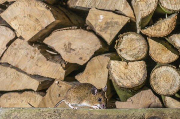 A yellow-necked mouse (Apodemus flavicollis) sitting in front of a pile of cut logs of firewood,
