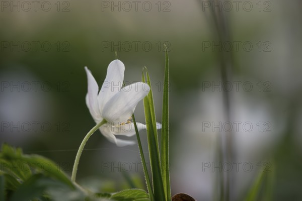 Delicate white anemones (Anemone nemorosa) with yellow stamens against a blurred background next to
