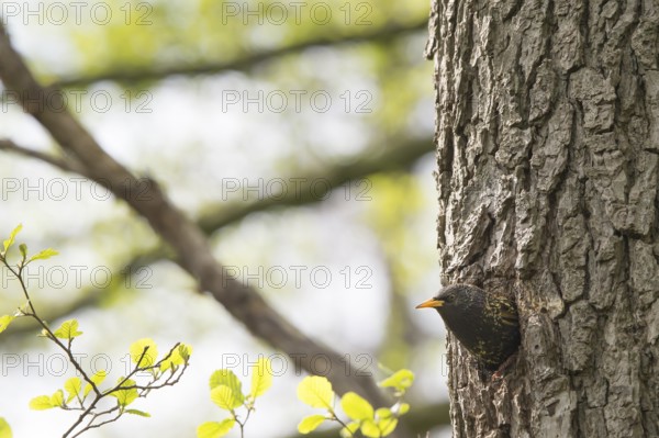 A starling (Sturnus vulgaris) looks away from its breeding den in a natural hollow on the trunk of