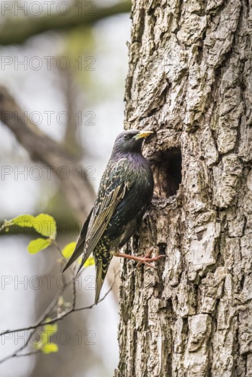 A starling (Sturnus vulgaris) sits in front of its breeding den natural den away from a tree trunk