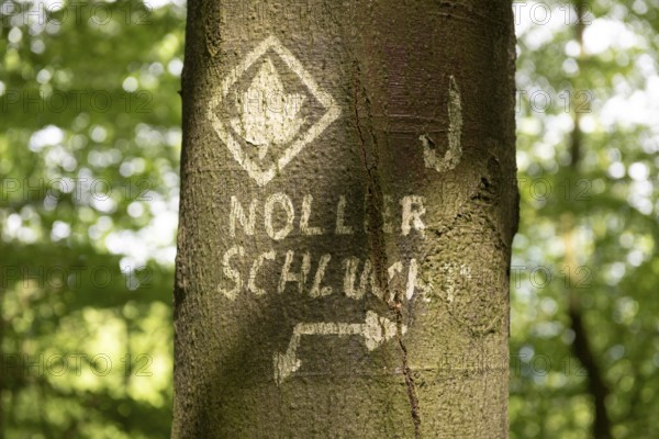 Close-up of a tree with hand-painted signs and writing Noller Schlucht in the forest on the