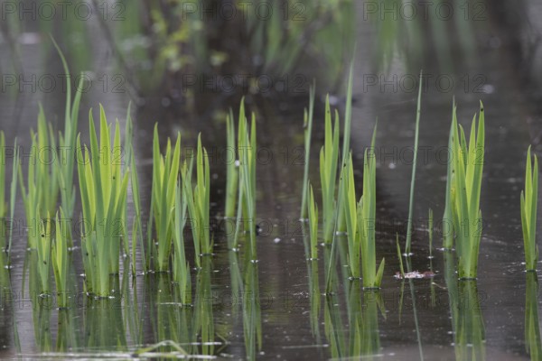Green leaves of the water iris (Iris pseudocorus) are reflected in the calm water, Dümmerniederung,