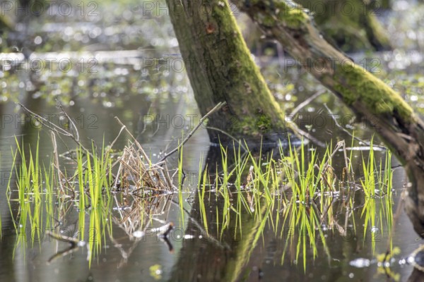 Green leaves of the water iris (Iris pseudocorus) are reflected in the calm water of a riparian