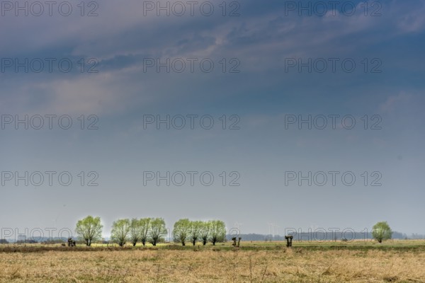 Feut meadows with rows of pollarded willows (Salix spec.) in the Dümmerniederung, Lower Saxony,