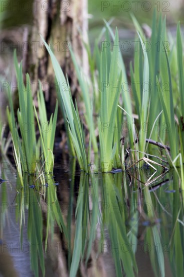 Green leaves of the water iris (Iris pseudocorus) are reflected in the calm water, Dümmerniederung,