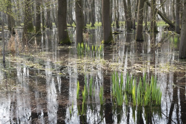 Flooded forest Alder quarry Floodplain forest Alder forest (Alnus glutinosa) with fresh spring