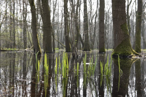Flooded forest Alder quarry Floodplain forest Alder forest (Alnus glutinosa) with fresh spring