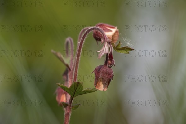 A red-flowering brook carnation (Geum rivale) with buds against a green background, Lower Saxony,