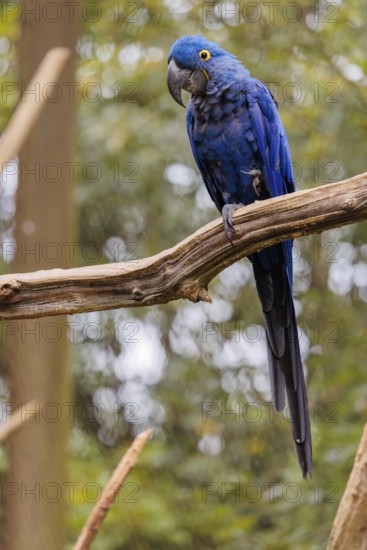 A hyacinth macaw (Anodorhynchus hyacinthinus) sits on a dead branch at the edge of the forest.