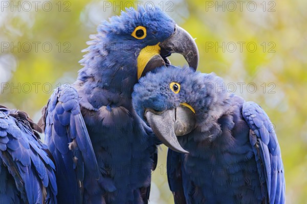 Two hyacinth macaws (Anodorhynchus hyacinthinus) sit on a dead branch at the edge of the forest and