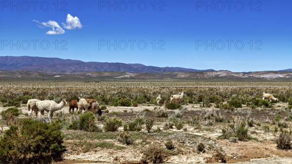 Llamas graze in a vast desert landscape with mountains in the background under a blue sky, The