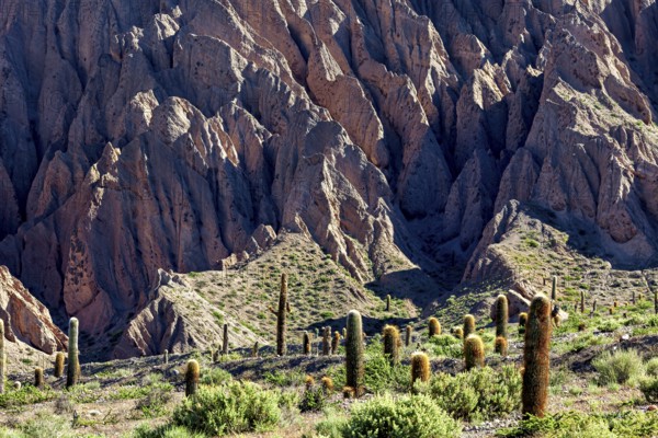 Rough rock formations with cacti and sparse vegetation in a dry, desert-like environment, The