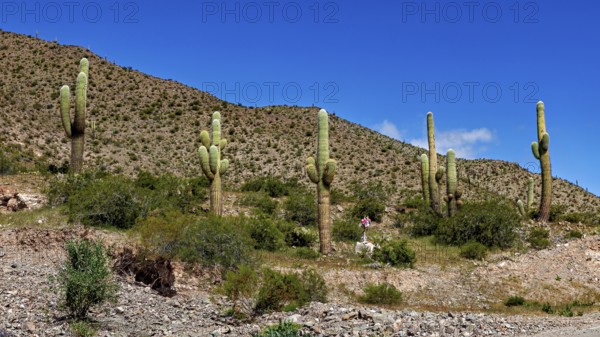 Hilly desert landscape with large cacti under a blue sky, The landscape of the Quebrada with its
