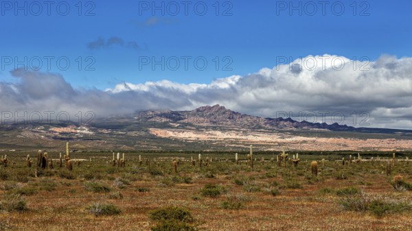 Landscape with numerous cacti under a blue sky, mountains in the background and scattered clouds,
