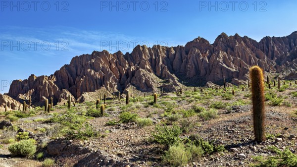 Many cacti in front of an impressive rock formation in a desert landscape, The landscape of the