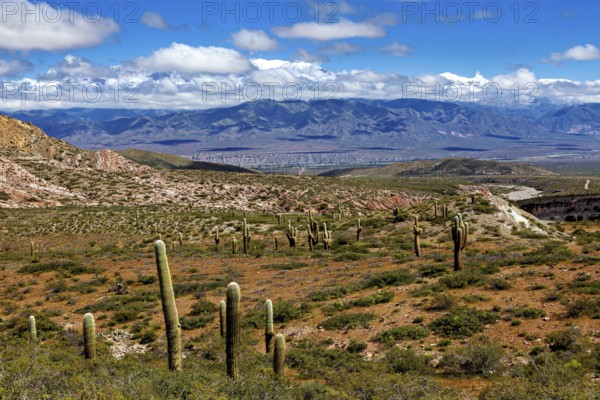 Panorama of a desert region with cacti and a mountainous horizon, The landscape of the Quebrada