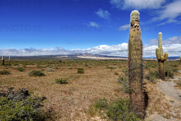 Single cactus in front of a wide desert landscape and horizon with clouds, The landscape of the