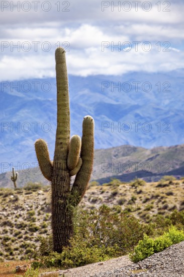 A large cactus in front of a mountain landscape with a cloudy sky, The landscape of the Quebrada