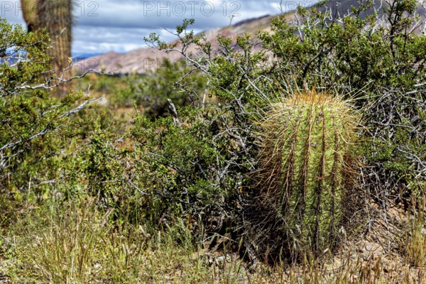 Close-up of a small cactus in dry vegetation with a mountain view, The landscape of the Quebrada