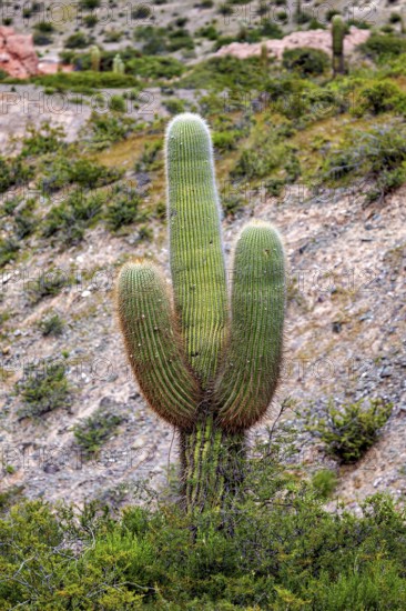 A larger cactus between green bushes on a hill in the desert, The landscape of the Quebrada with