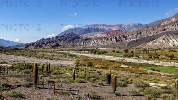 Vast desert landscape with cacti, mountains and a valley in the background, The landscape of the