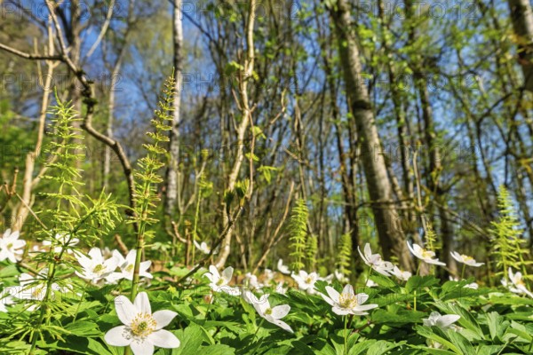 Vibrant spring forest scene featuring a lush carpet of green foliage and blooming white wood