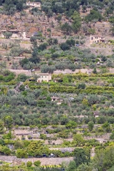 Scenic view at hillside featuring traditional stone walled agricultural terraces planted with olive