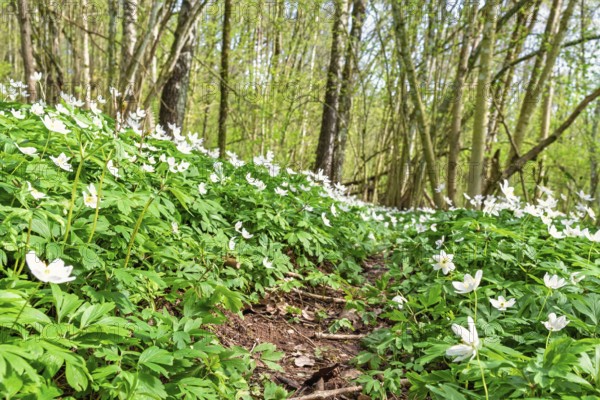 Wood anemon (Anemone nemorosa) in bloom in a serene spring forest with a small path through a dense