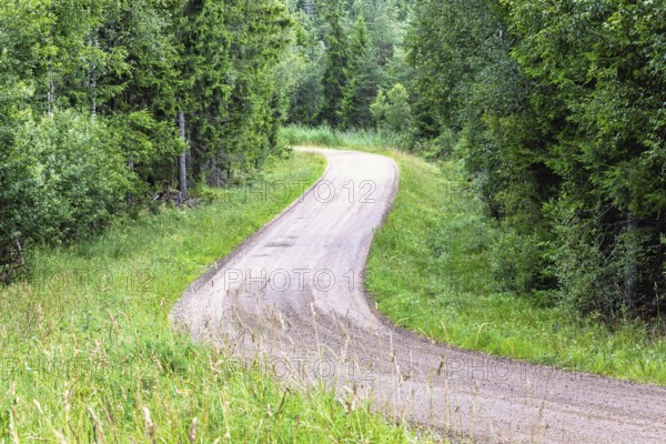 Empty winding gravel road through a lush green forest lined with trees a tranquil woodland scene in