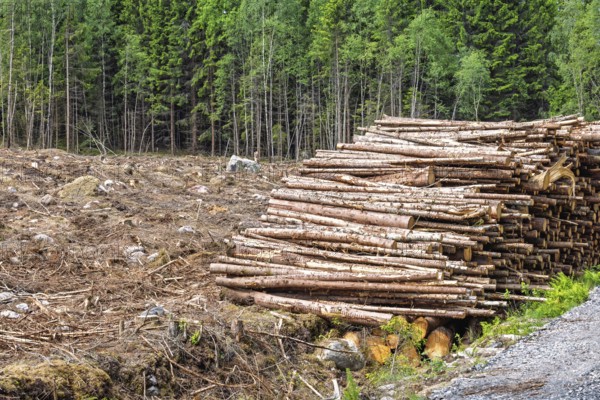 Clear cut forest area with a large stack of cut logs beside a landscape of tree stumps, branches,