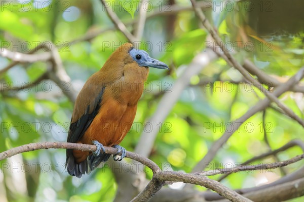 A capuchin bird (Perissocephalus tricolor) sits on a branch in a green tropical forest. It is found
